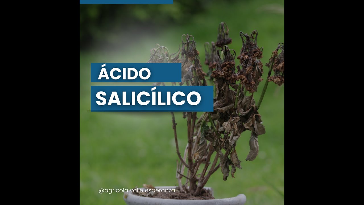 Ácido Salicílico 🤔