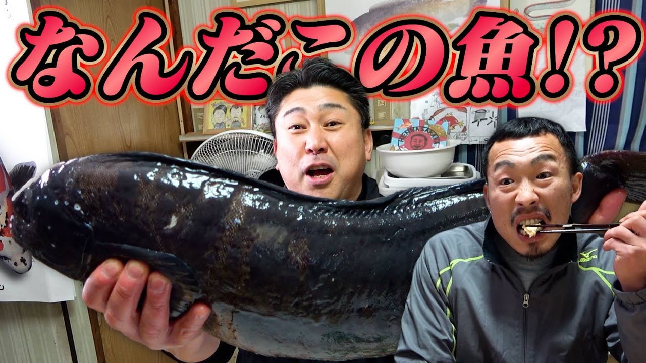 【2025年美味かった魚発表！】今年最後はボウズギンポで締めるよ！