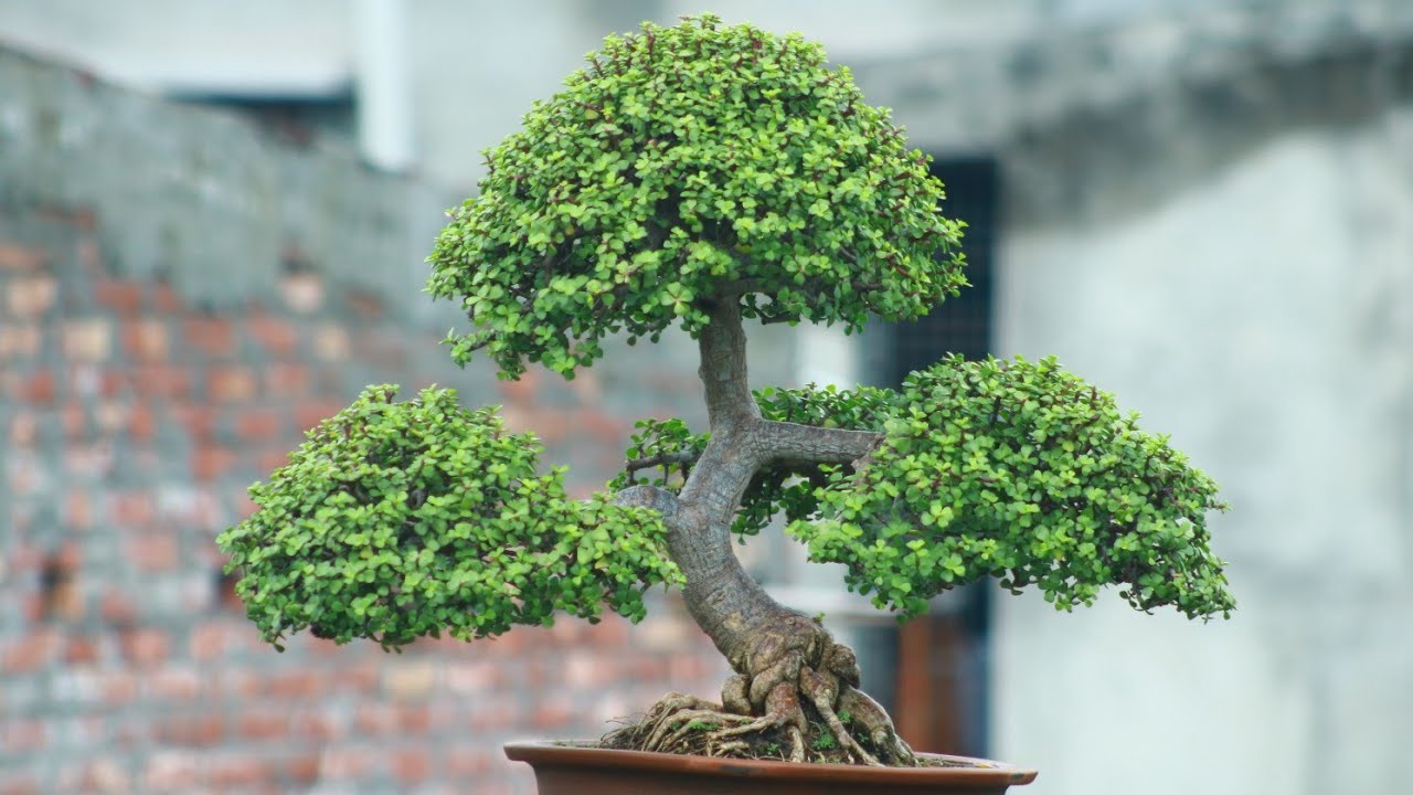 | How to making Jade plant Bonsai Pruning and potting System | জেড বনসাই | Bonsai Artisan |  AQIB |