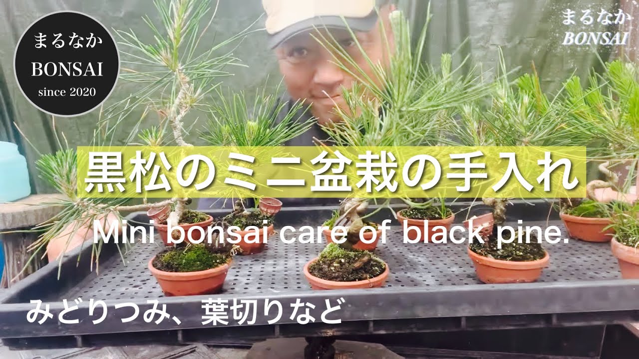 #313  黒松のミニBONSAIの手入れ。　　【ミニ盆栽】@まるなかBONSAI