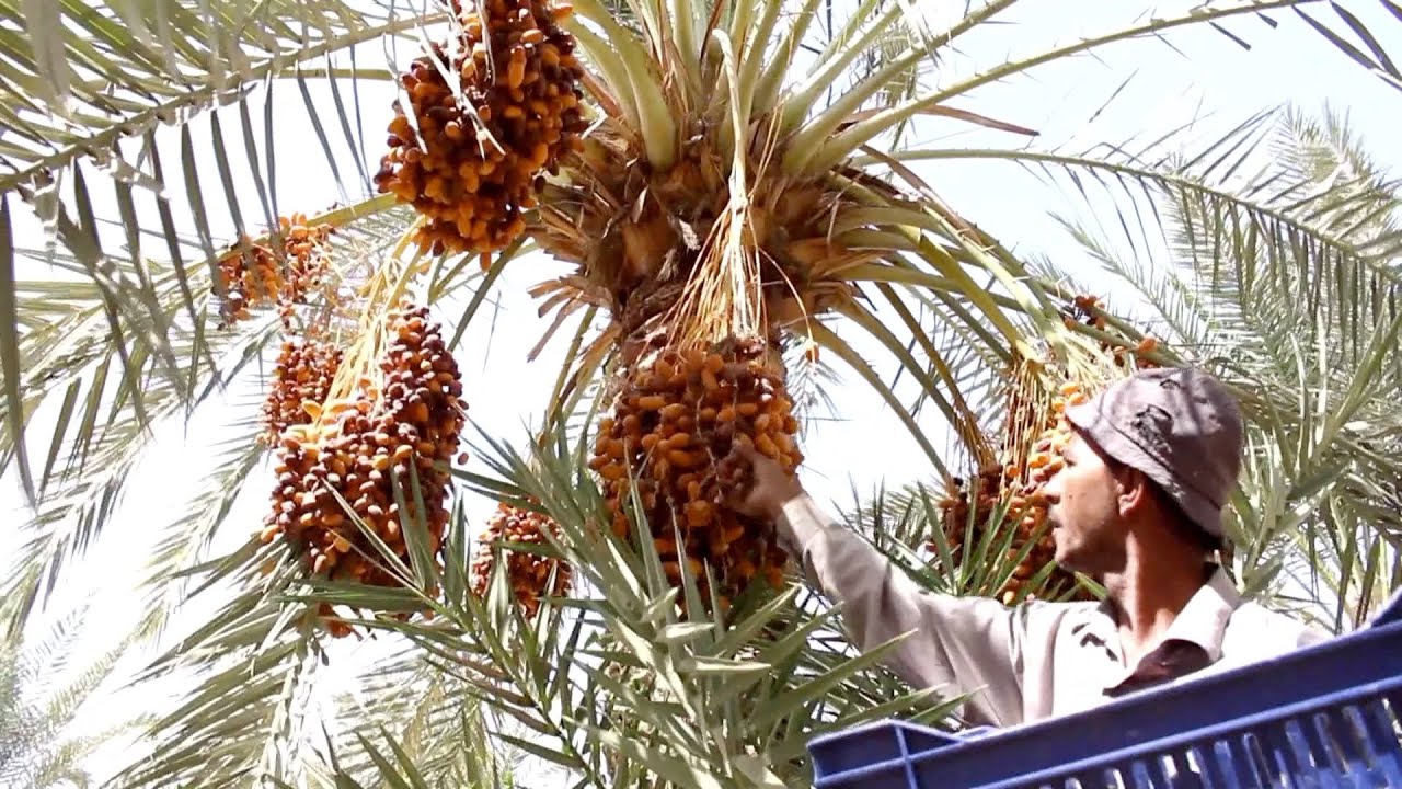 طريقه تخزين البلح  قبل رمضان في موسم حصاده