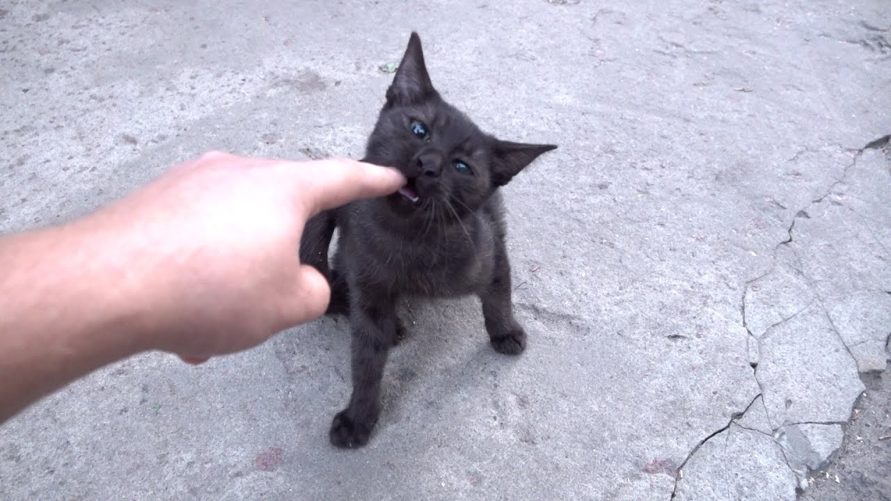 Friendly black kitten eating my finger