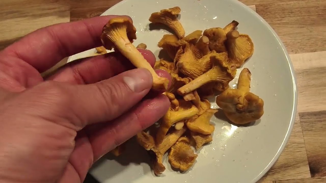 Iba a cocinar las setas y me di cuenta: Cantharellus cibarius vs Cantharellus pallens