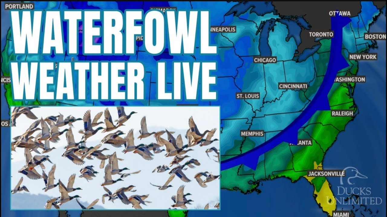 Прогноз погоды для водоплавающих птиц в режиме реального времени! 🦆🌧️