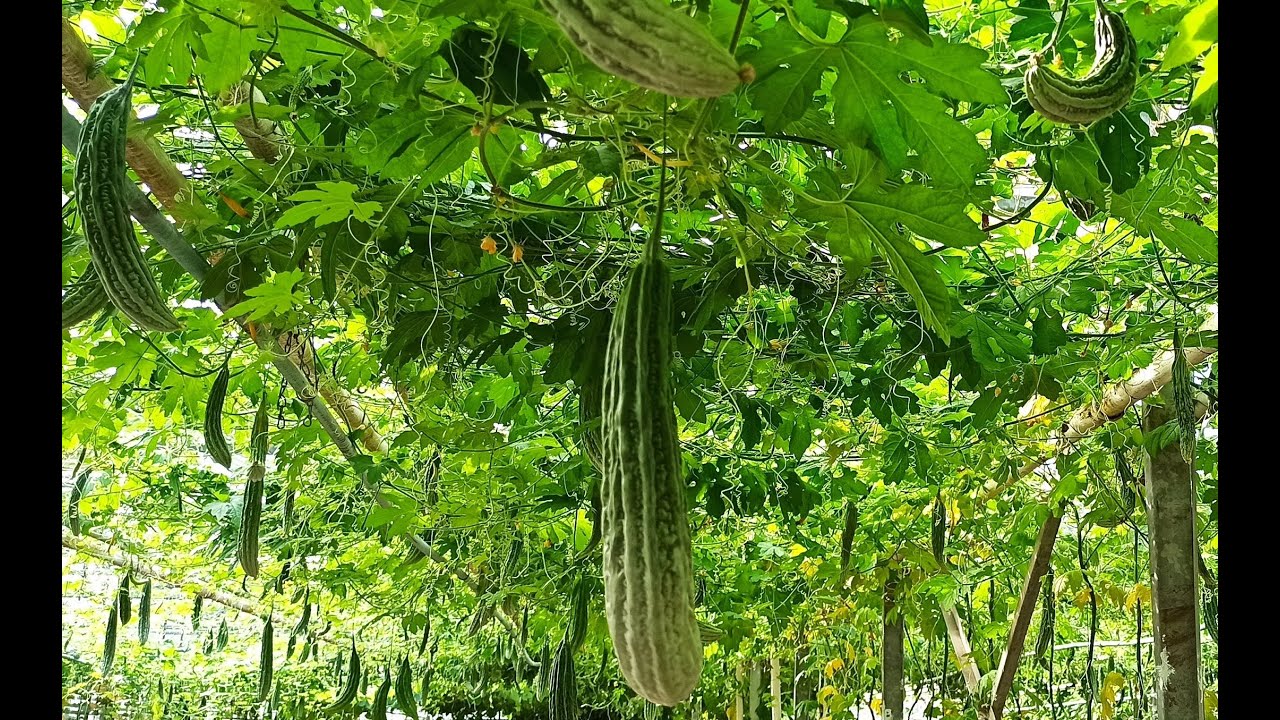 Ampalaya Farm in Belgium Summer 2021