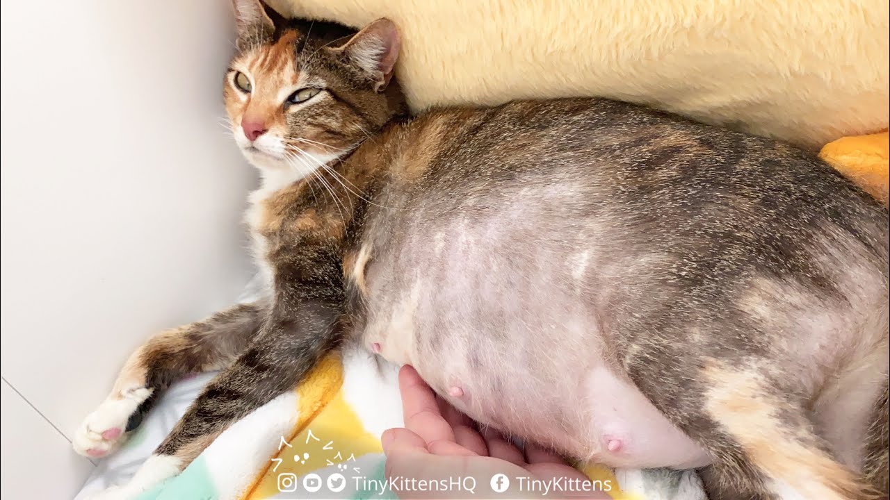 Stella the feral catermelon discovers belly rubs