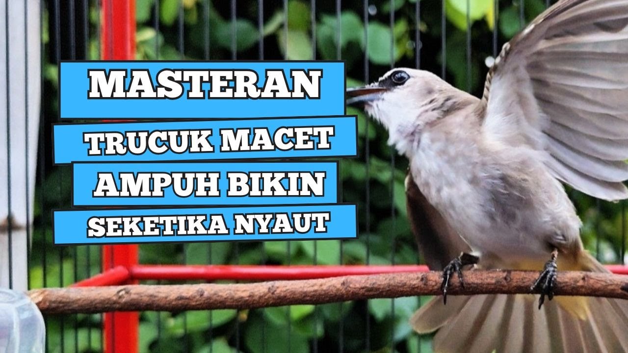 Suara Burung TRUCUKAN gacor TARUNG ROPEL PANJANG pancingan trucukan agar JADI trucuk gacor EMOSI