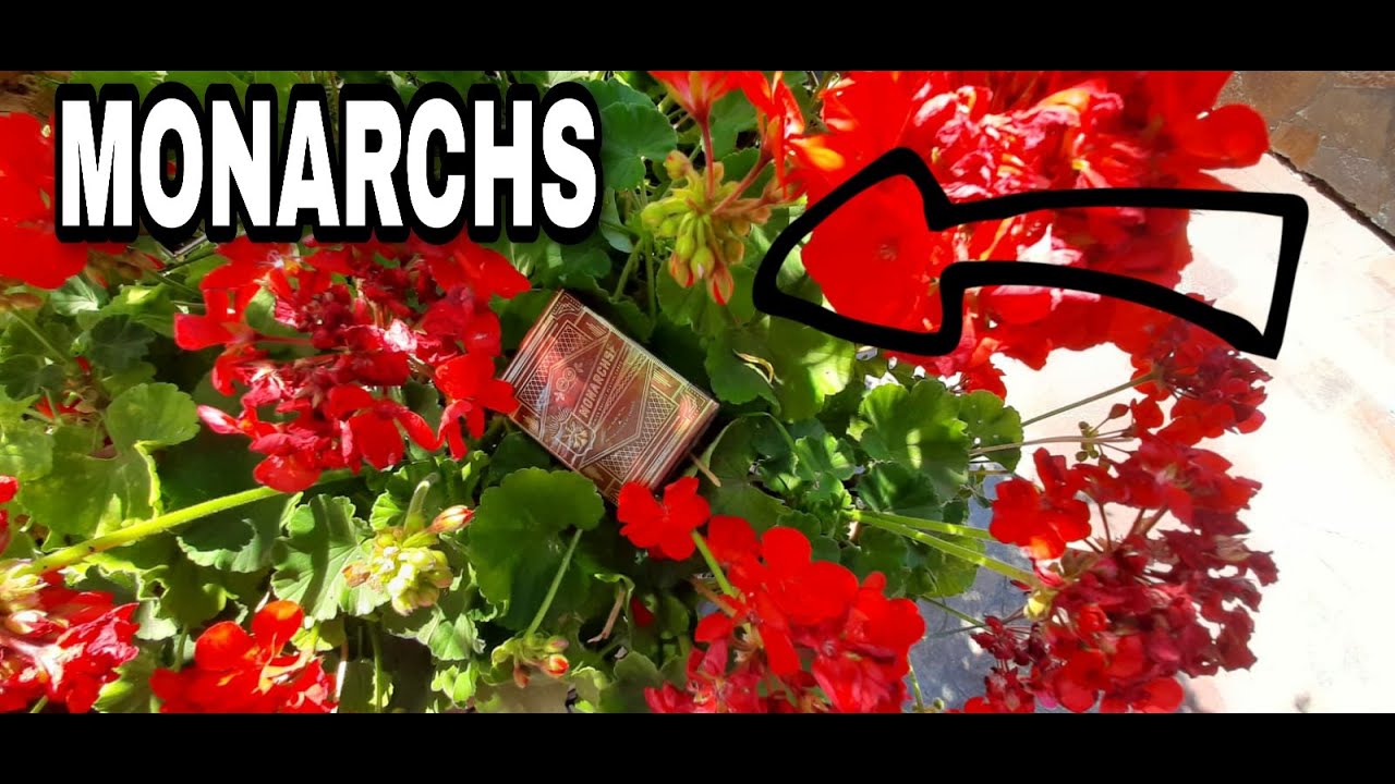 RECENSIONE MONARCHS