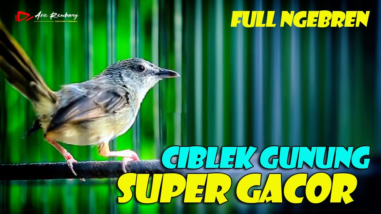 ciblek gunung ngebren super gacor  | shama bird