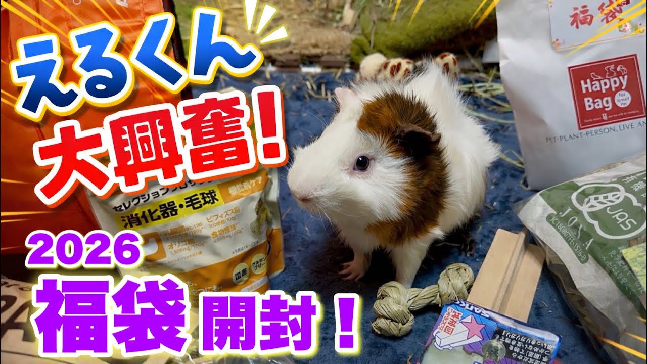 【2026 福袋開封！大当たり！】えるくん🐹大興奮！草食動物用 福袋 トリアス久山 P2 福岡県 久山町 モルモットの飼い方 guinea pigs cavy 天竺鼠 もるもっと モルモット