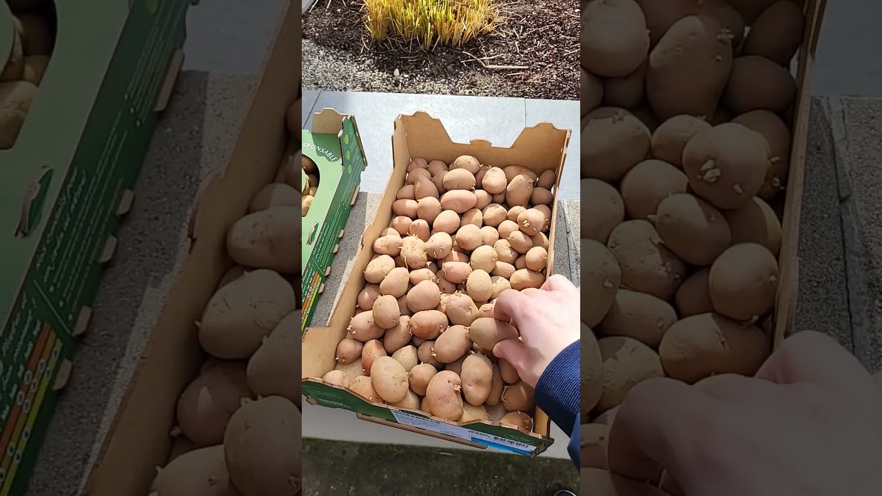 Achetez vos pommes de terre &agrave; faire germer #potager #pommesdeterre #bio