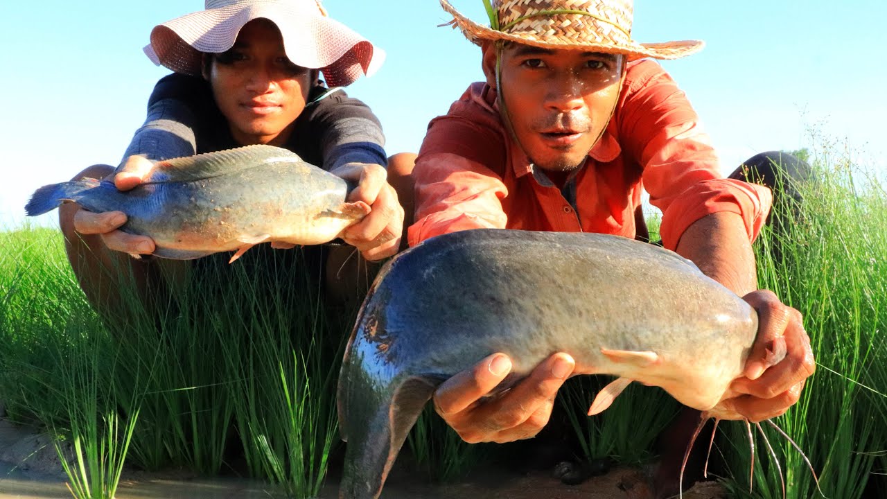 We Tried Farming Fish in a Rice Field!
