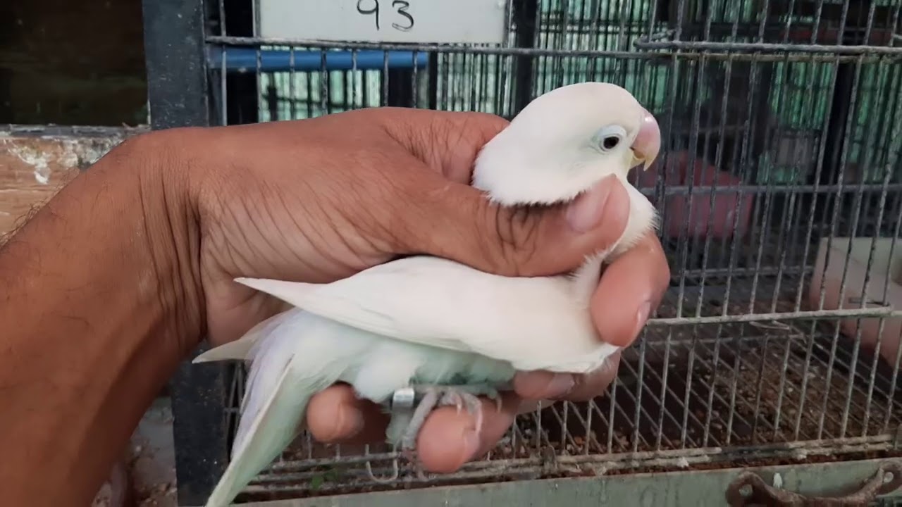 Albino fisheri Black Eyes Possible split red eyes breeding result