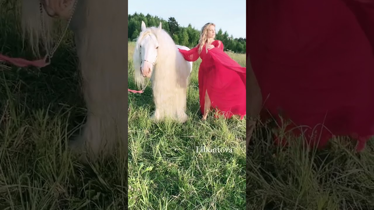 gypsy cob stallion hermits titanium ❤️ 