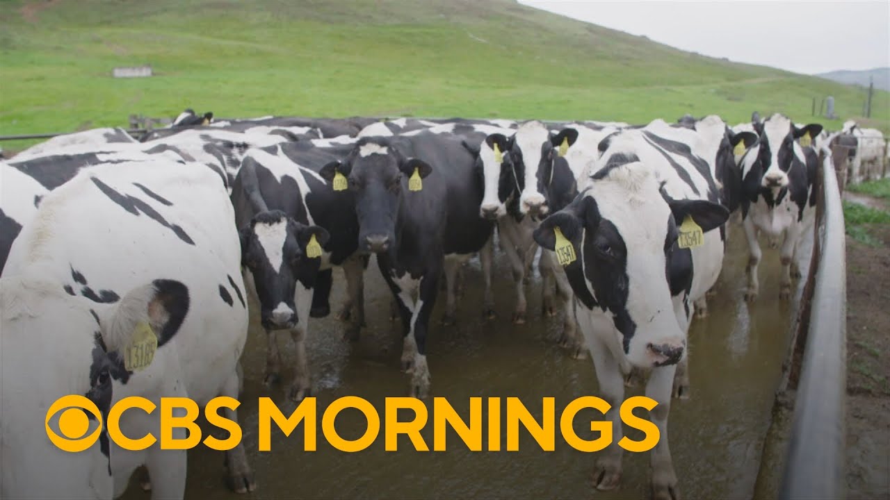 How immigration and tariffs are impacting the cost of milk