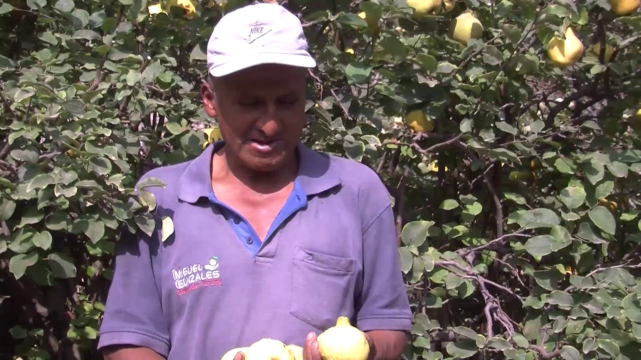 PSSA   Producción de membrillos