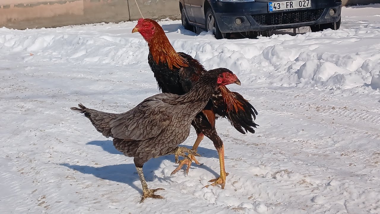 hangi tavuktan ve hangi horuzdan yavru alacağımı belirledim