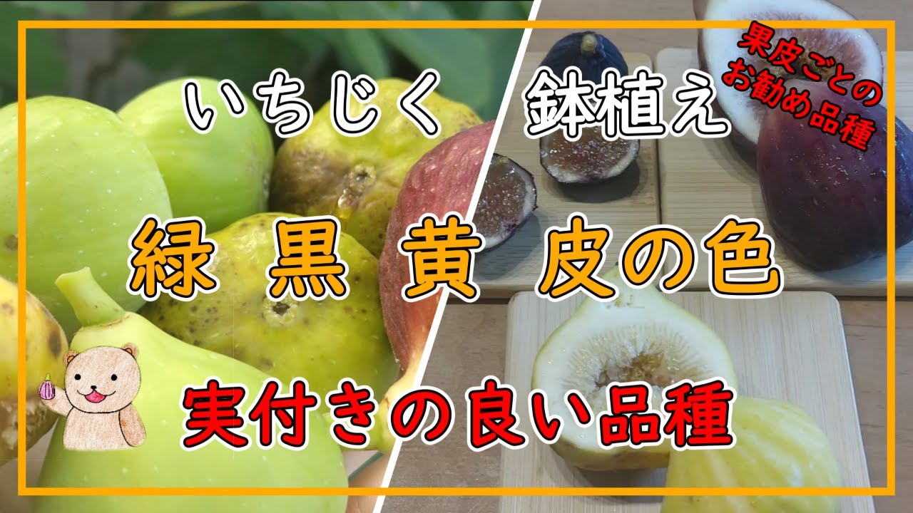【いちじく】実付きのいい品種 皮の色ごとのお勧め品種