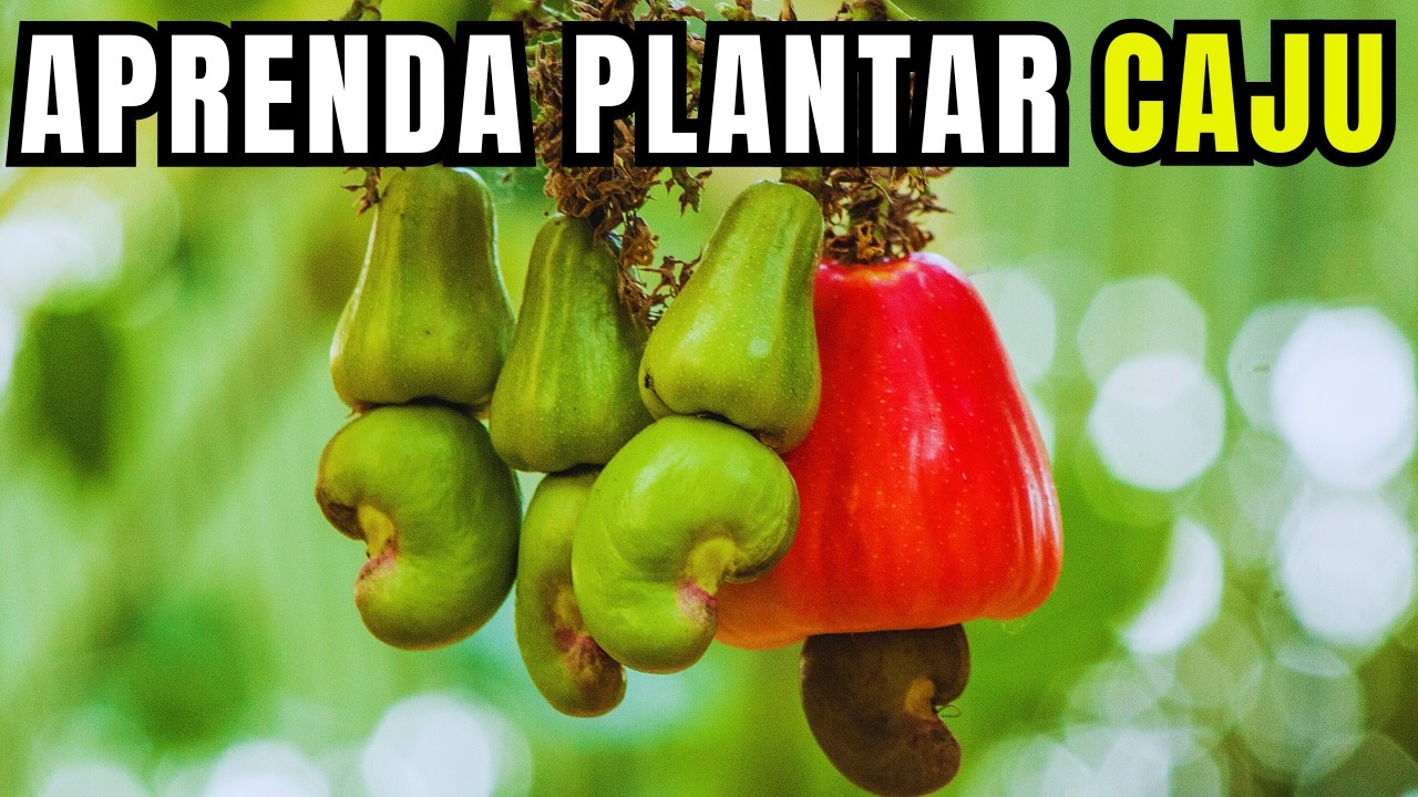 Como PLANTAR CAJU EM CASA - Melhor forma de plantar Caju em Vaso