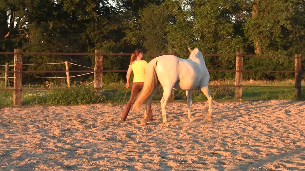 || Mindful Horsemanship||  Karine Vandenborre & Napo at liberty / in vrijheid