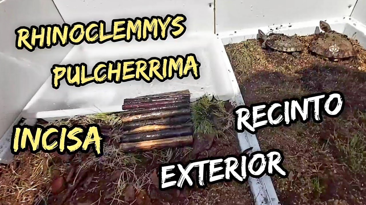 tortuga dragon terrario exterior elevado del suelo rhinoclemmys Pulcherrima manni incisa