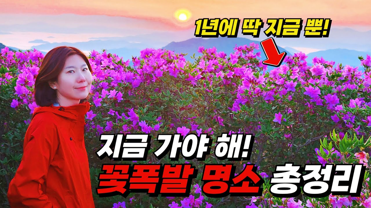 지금 안 보면 1년 기다려야 합니다. 4월말~5월초 추천 여행지 | 황매산 철쭉 | 개심사 청벚꽃 | 문수사 겹벚꽃 | 일림산 철쭉