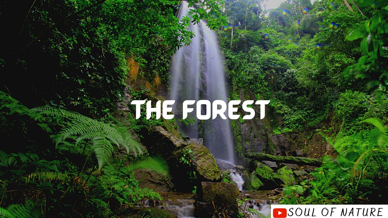 THE FOREST CINAMTIC VIDEO -SOUL OF NATURE #NATURE #DJIFOOTAGE #TRAVEL