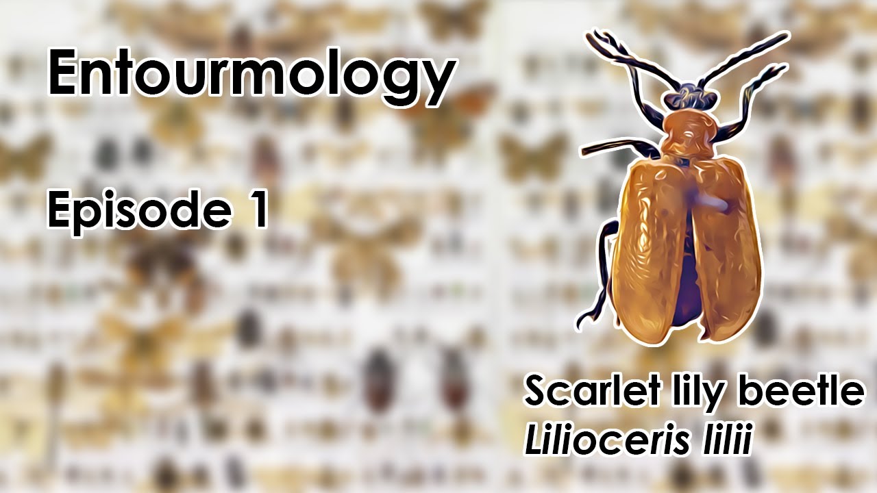 Entourmology: Episode 1 - Scarlet lily beetle (Lilioceris lilii) | Insect Collection Tour