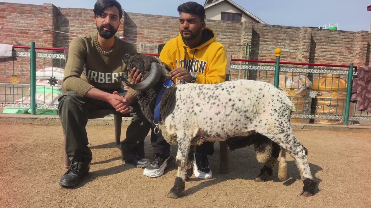 @aligoatfarmshyd all updates in one video you may must watch full video inshaallah 23 ke din 