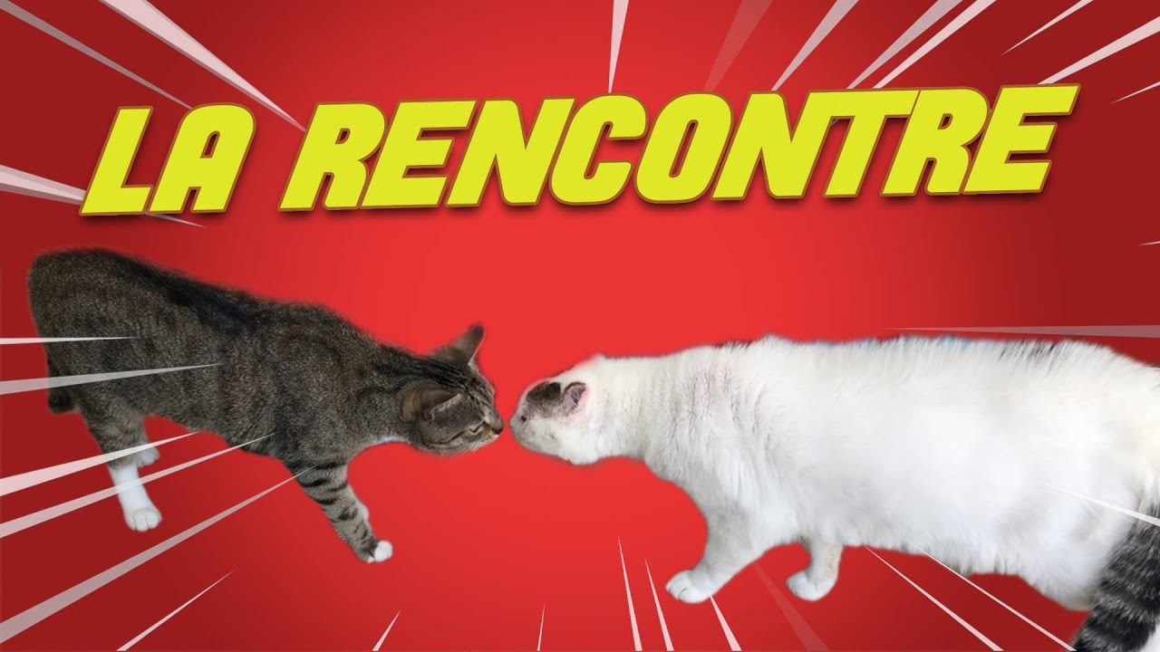 MON CHAT RENCONTRE CELUI DE MON COPAIN