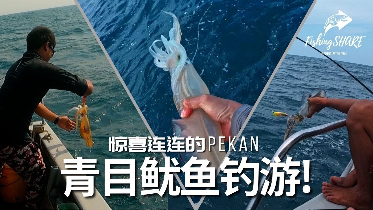 【FishingShare】惊喜连连的PEKAN青目鱿鱼钓游！2024年青目季节到了！Excitement-filled BIG FIN REEF SQUID FISHING TRIP!