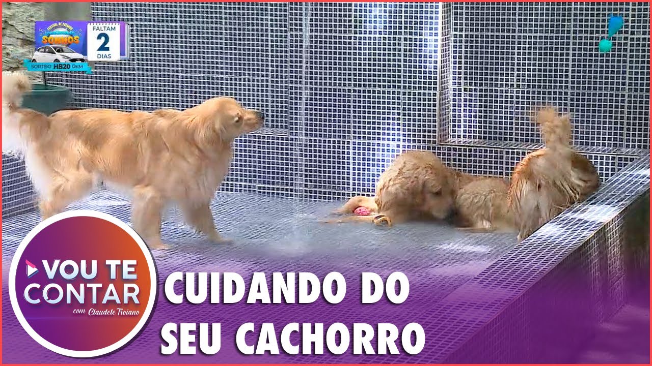 Creche proporciona diversão e cuidados para os cachorros