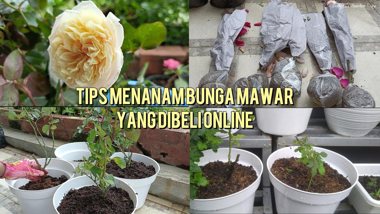 Cara Menanam Bunga mawar beli di Online Shop | Mawar Tumbuh Subur