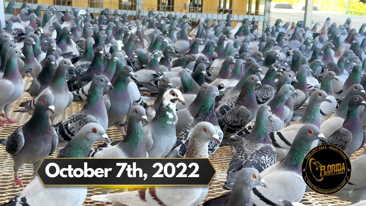 Florida Pigeon Derby One Loft Race (October 7th Update)
