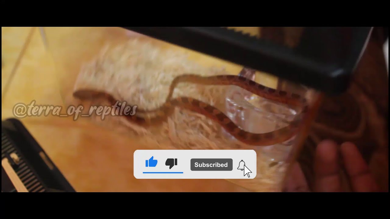 Unboxing Snow & Bloodred Corn Snake (Pantherophis guttatus) from Brotherhood Reptiles