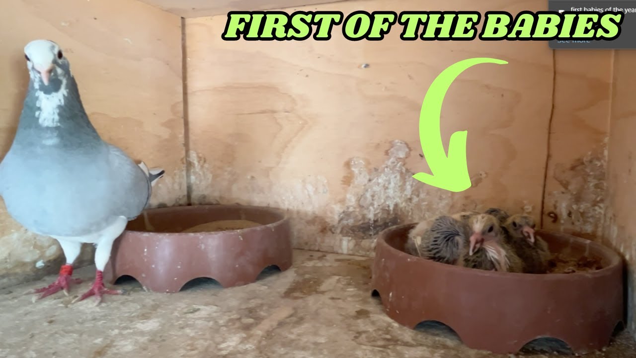 FIRST OF THIS YEARS RACING PIGEONS HATCHING#pigeon #pigeonracing #oneloftrace #pigeonhobby #viral #