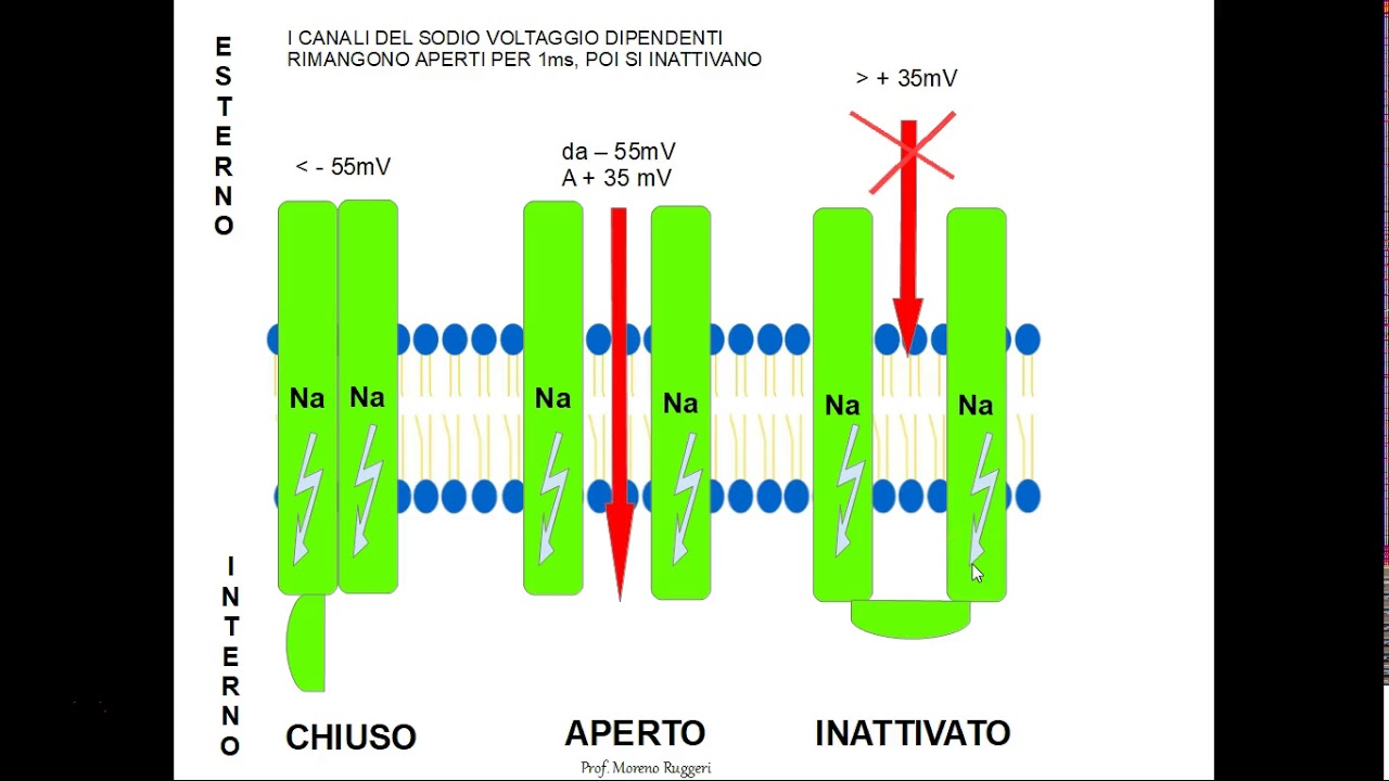 POTENZIALE D'AZIONE