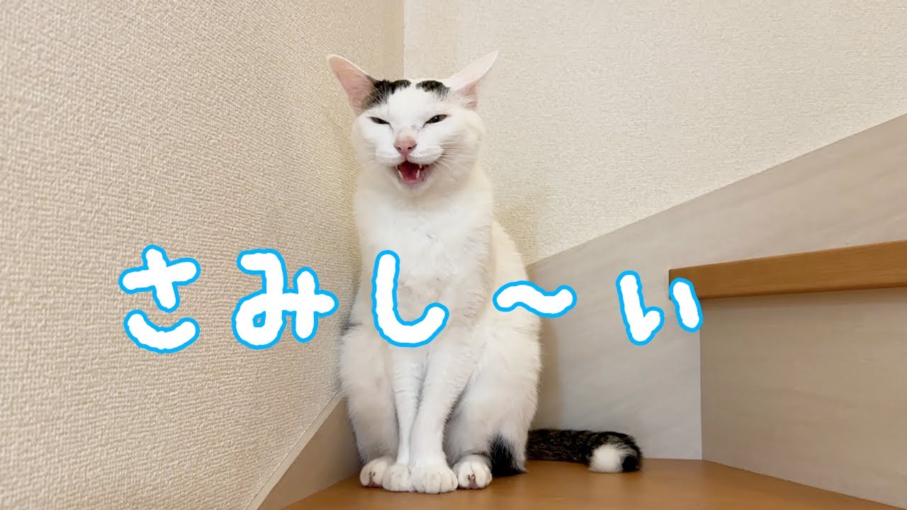 「さみしい」と伝えることが出来るお喋り猫