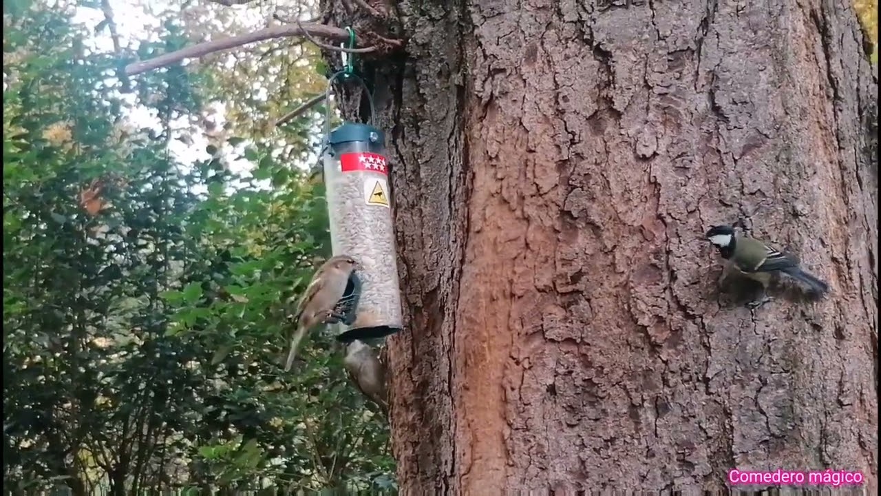 La mágia de los pájaros insectívoros del parque de El Retiro 🍁