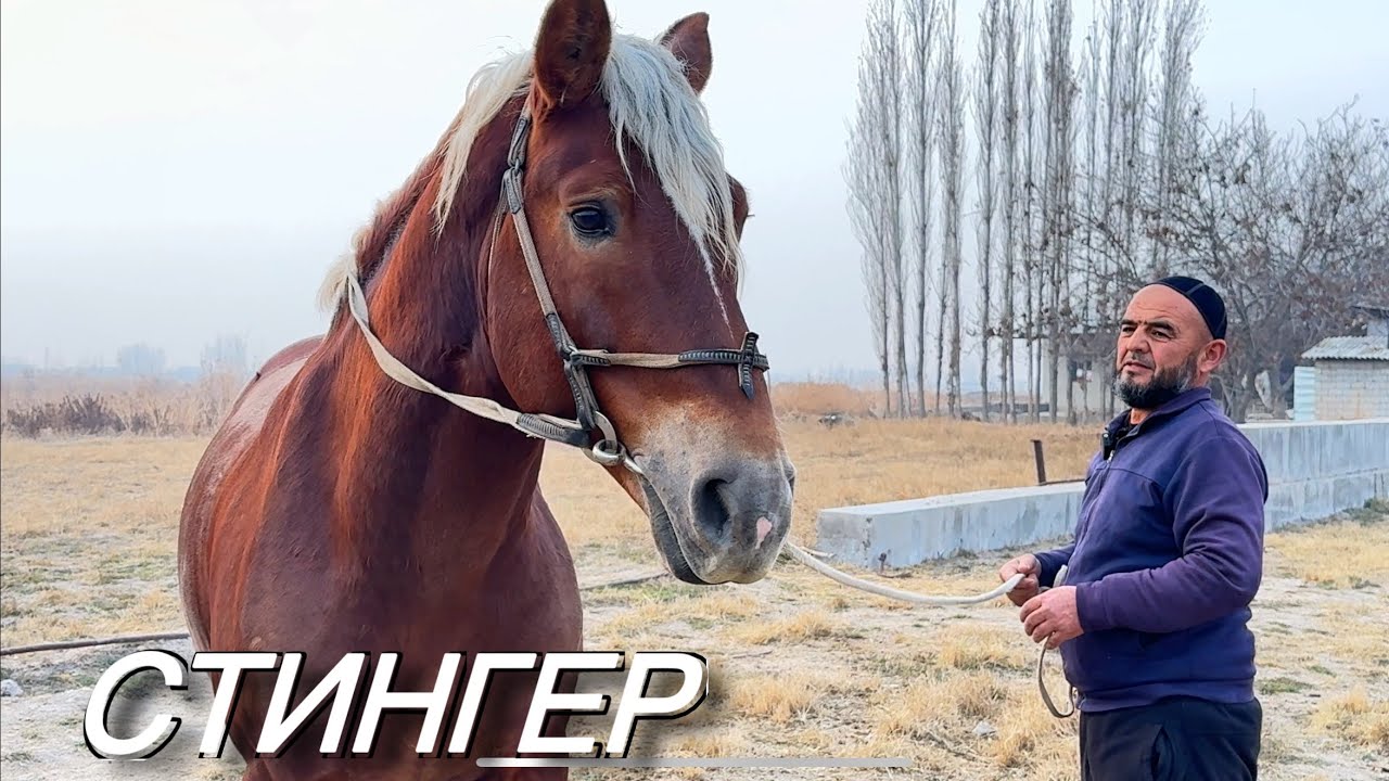 OQQO&rsquo;RG&rsquo;ON JALOL AKANING STINGER LAQABLI OTI SOTUVGA CHIQDI