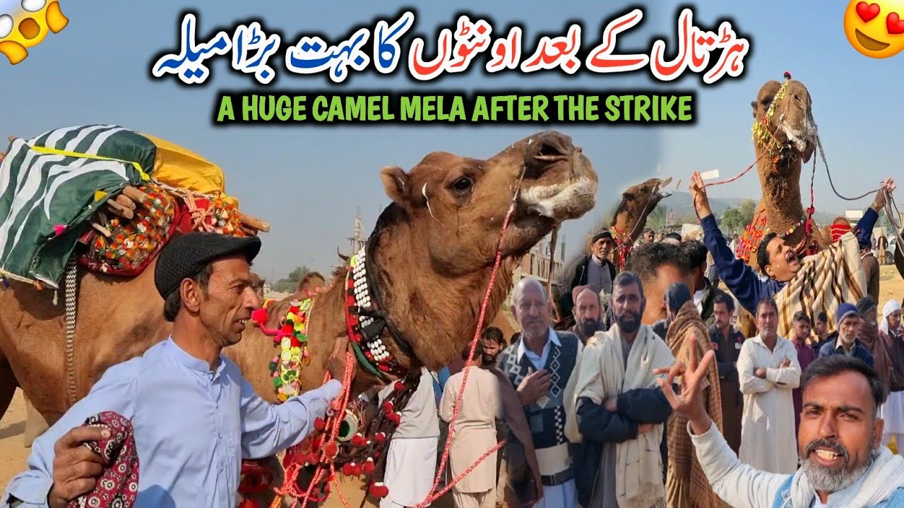 A Huge Camel Mela In Dadyal Azad Kashmir After The Strike || Celebration Of Camels People