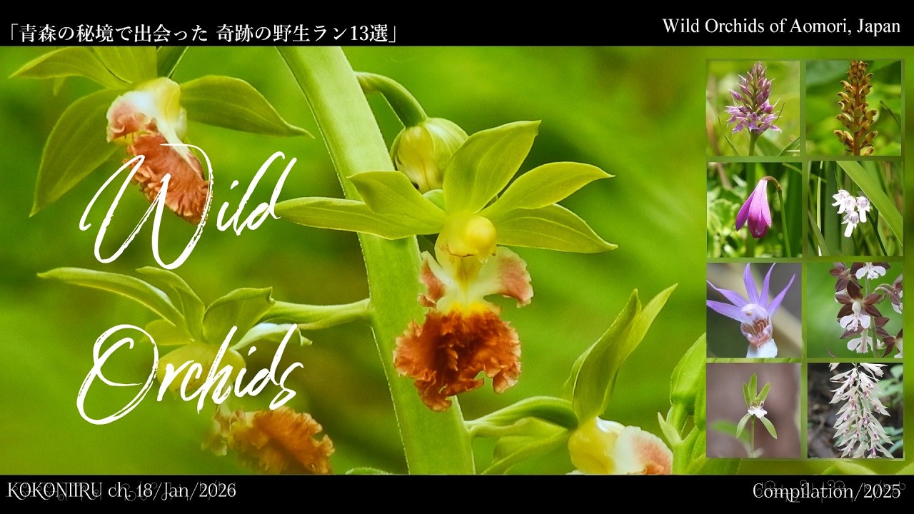 【青森の自然】春から夏に咲く美しい野生ランと山野草🌿絶景の秘境を巡る癒やしの旅【総集編/2025】