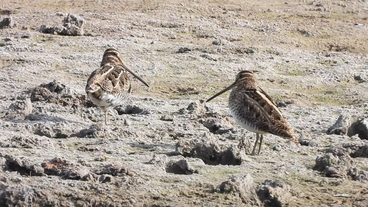 日本野鳥の会長野支部探鳥会。久々のタシギ、ミコアイサがしっかり出てきて満足でした。