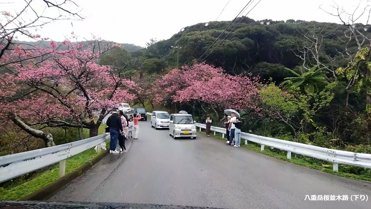 第46回 もとぶ八重岳桜まつり 最終日 2024,02,04 小雨