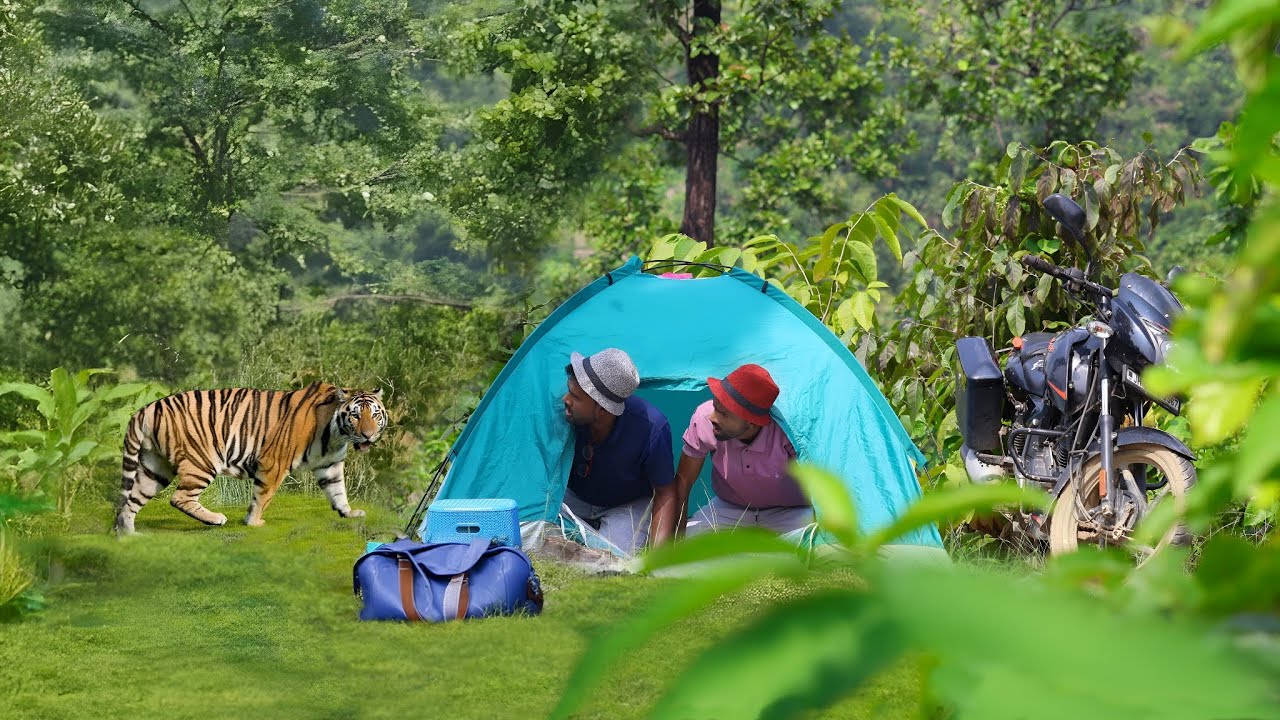 जंगल मे बाघ ने किया केम्पर पे हमला | Tiger attacks tourist in the forest..