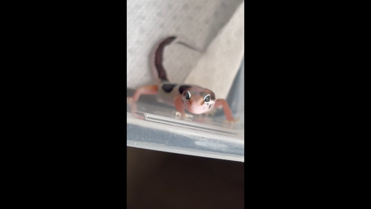 Baby Leopard Gecko