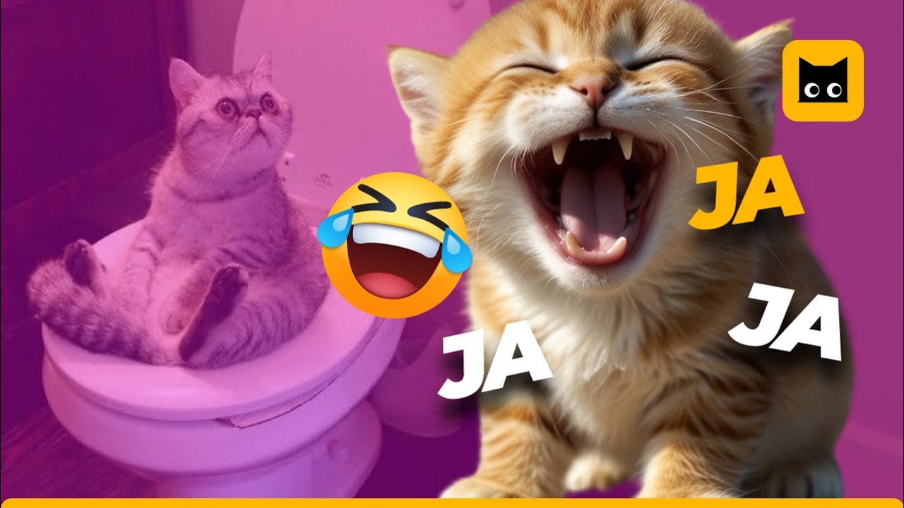 Si te ríes, PIERDES 😹 | Momentos más Divertidos y ADORABLES de GATOS