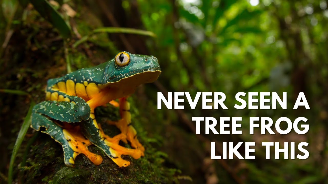 Most Beautiful Tree Frog in the World