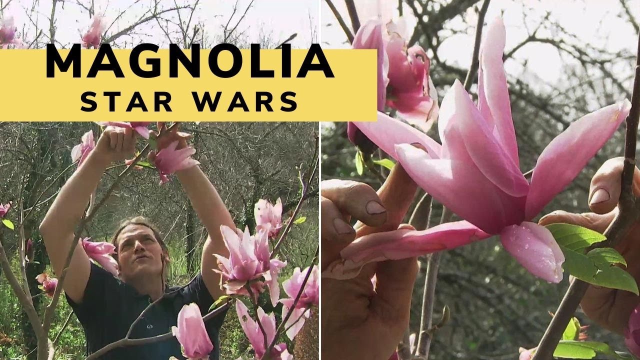 La Magnolia star wars: características y cuidados - Decogarden - Jardinatis