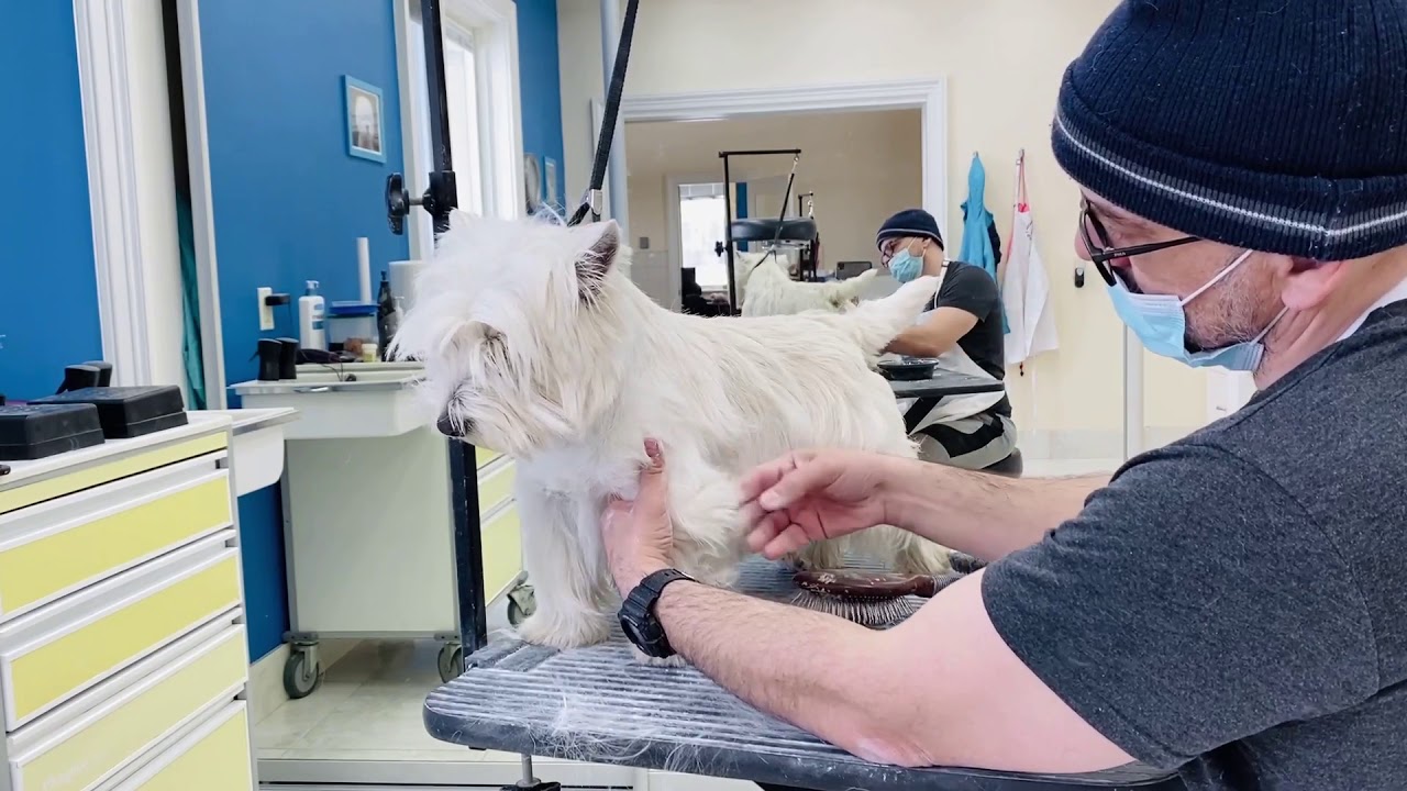 Westie Hand Stripping 1